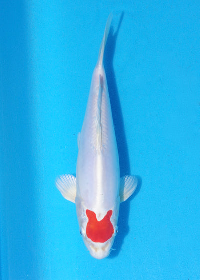 25cm Tancho Kikisui (Byer Koi Farm) REF - MA01