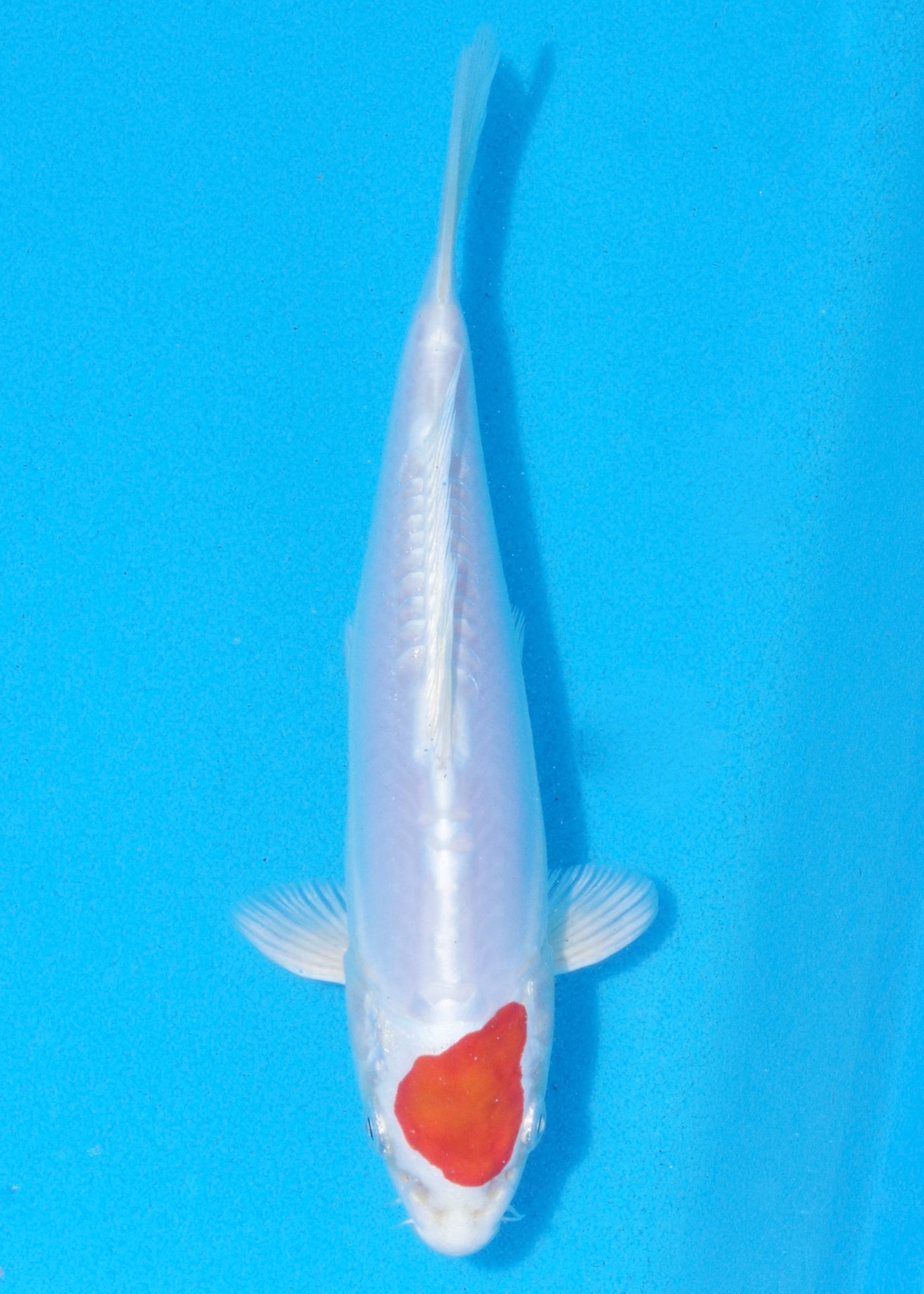21.5cm Tancho Kikisui (Byer Koi Farm) REF - MA02
