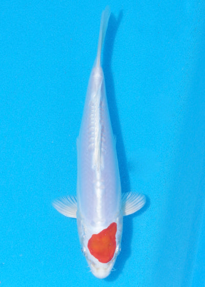 21.5cm Tancho Kikisui (Byer Koi Farm) REF - MA02