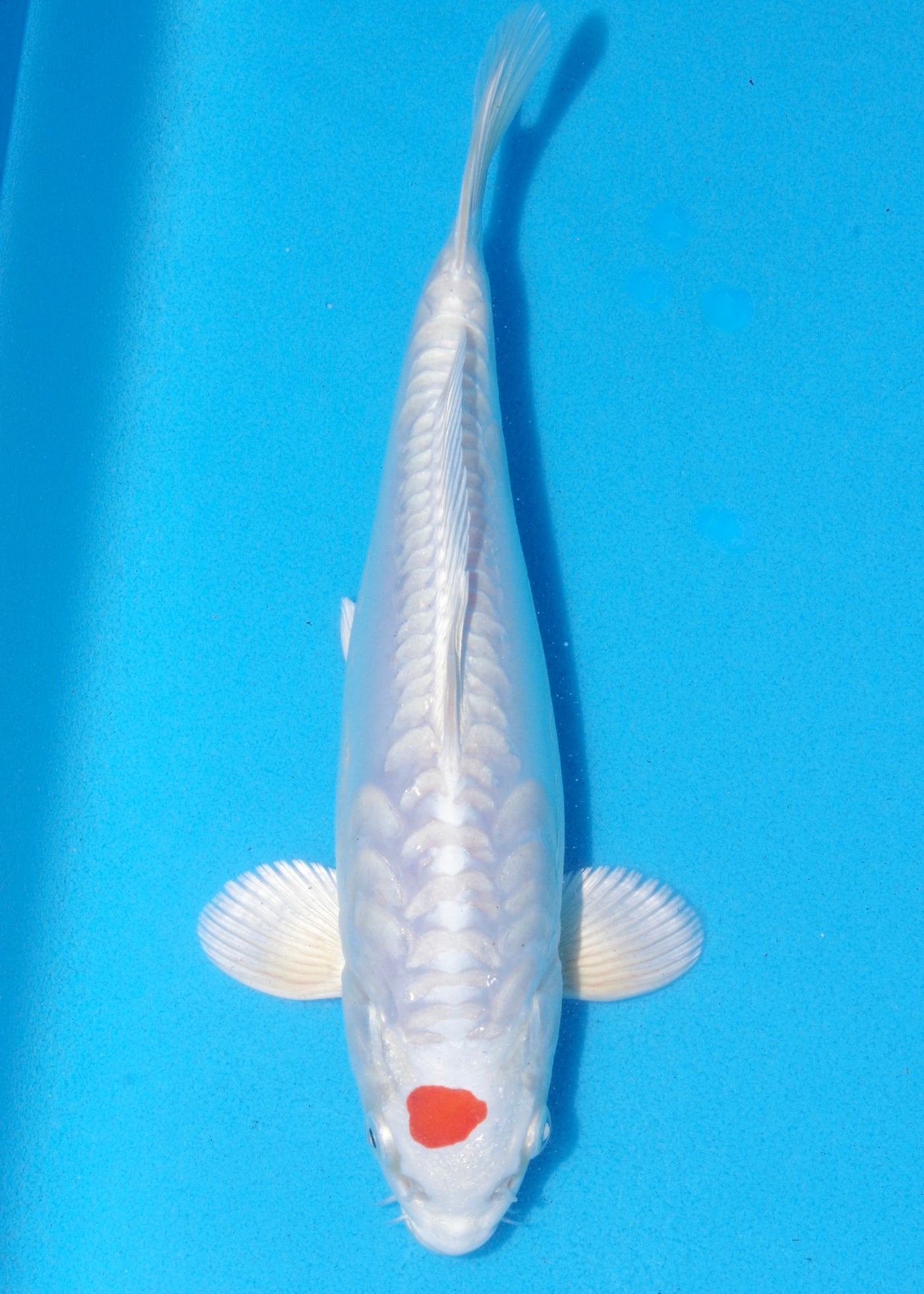 27cm Tancho Kikisui (Byer Koi Farm) REF - MA05