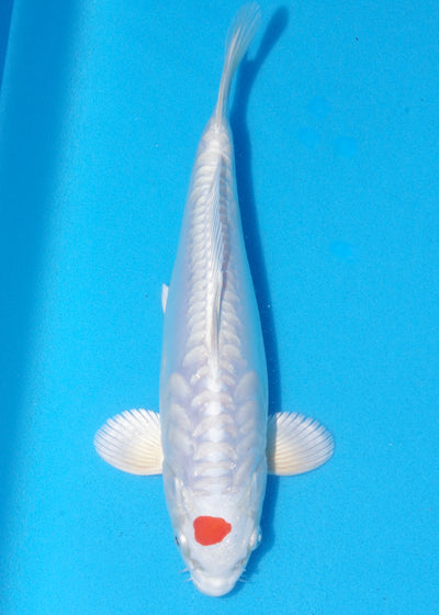 27cm Tancho Kikisui (Byer Koi Farm) REF - MA05