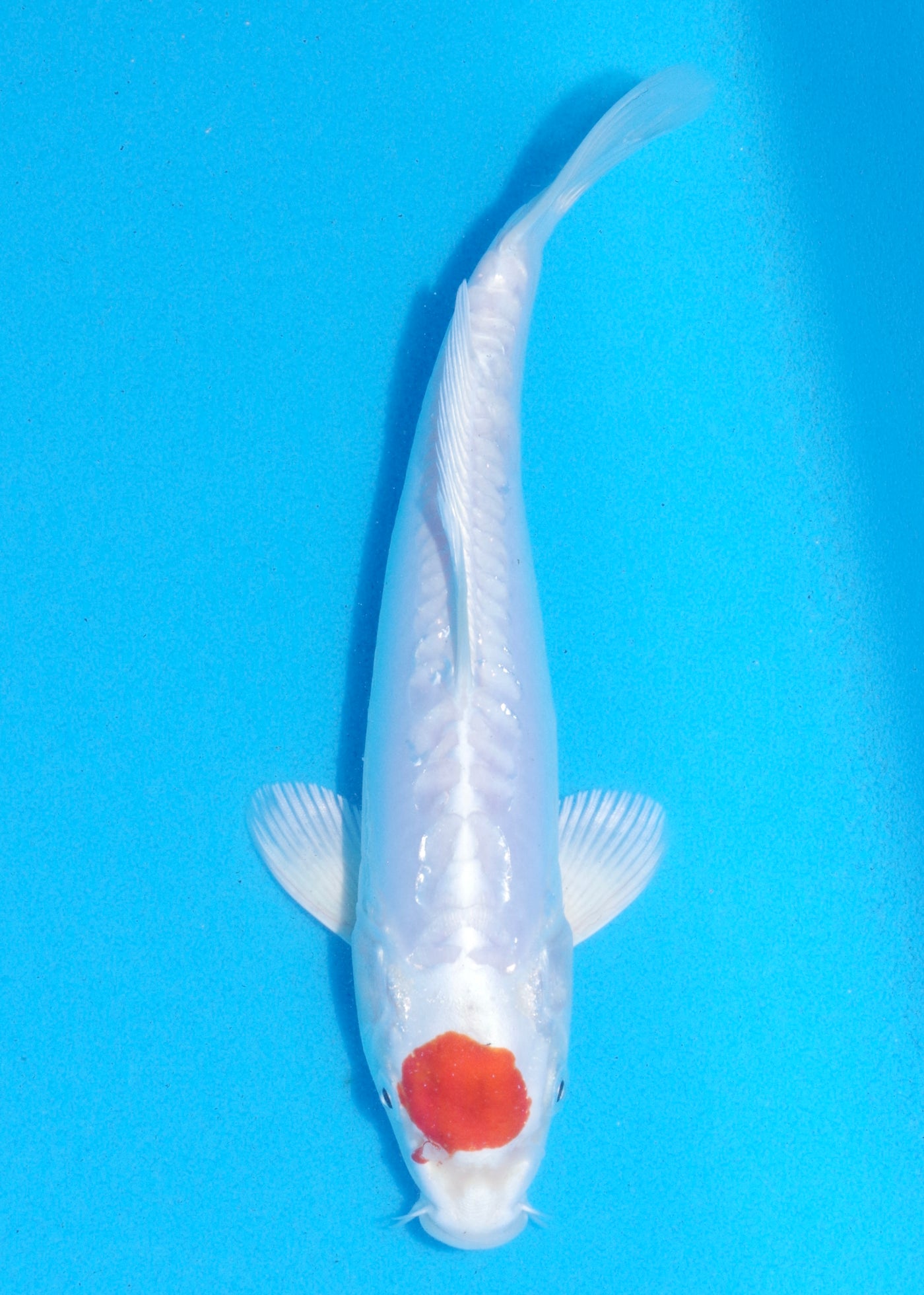 24cm Tancho Kikisui (Byer Koi Farm) REF - MA06