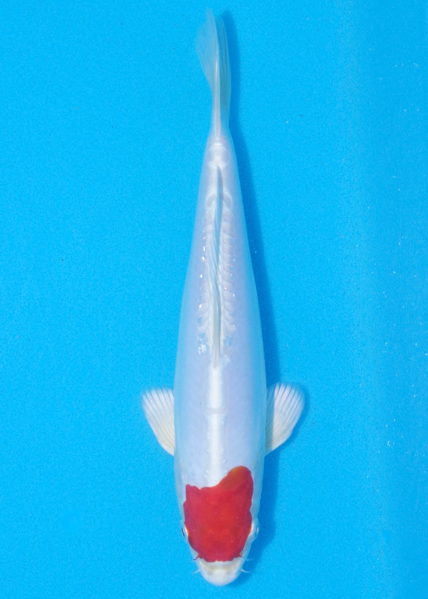 25cm Tancho Kikisui (Byer Koi Farm) REF - MA07