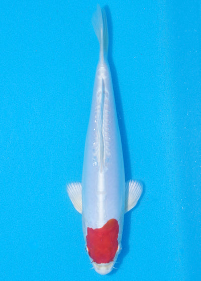 25cm Tancho Kikisui (Byer Koi Farm) REF - MA07