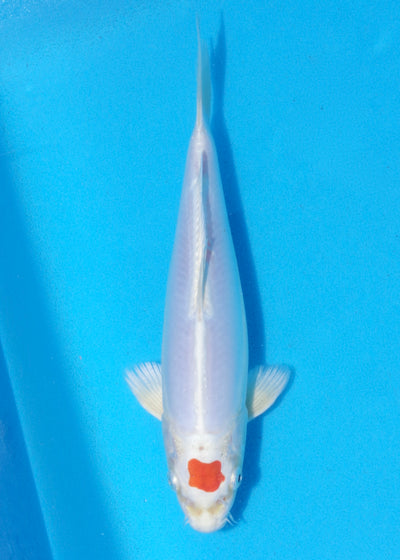25cm Tancho Kikisui (Byer Koi Farm) REF - MA08