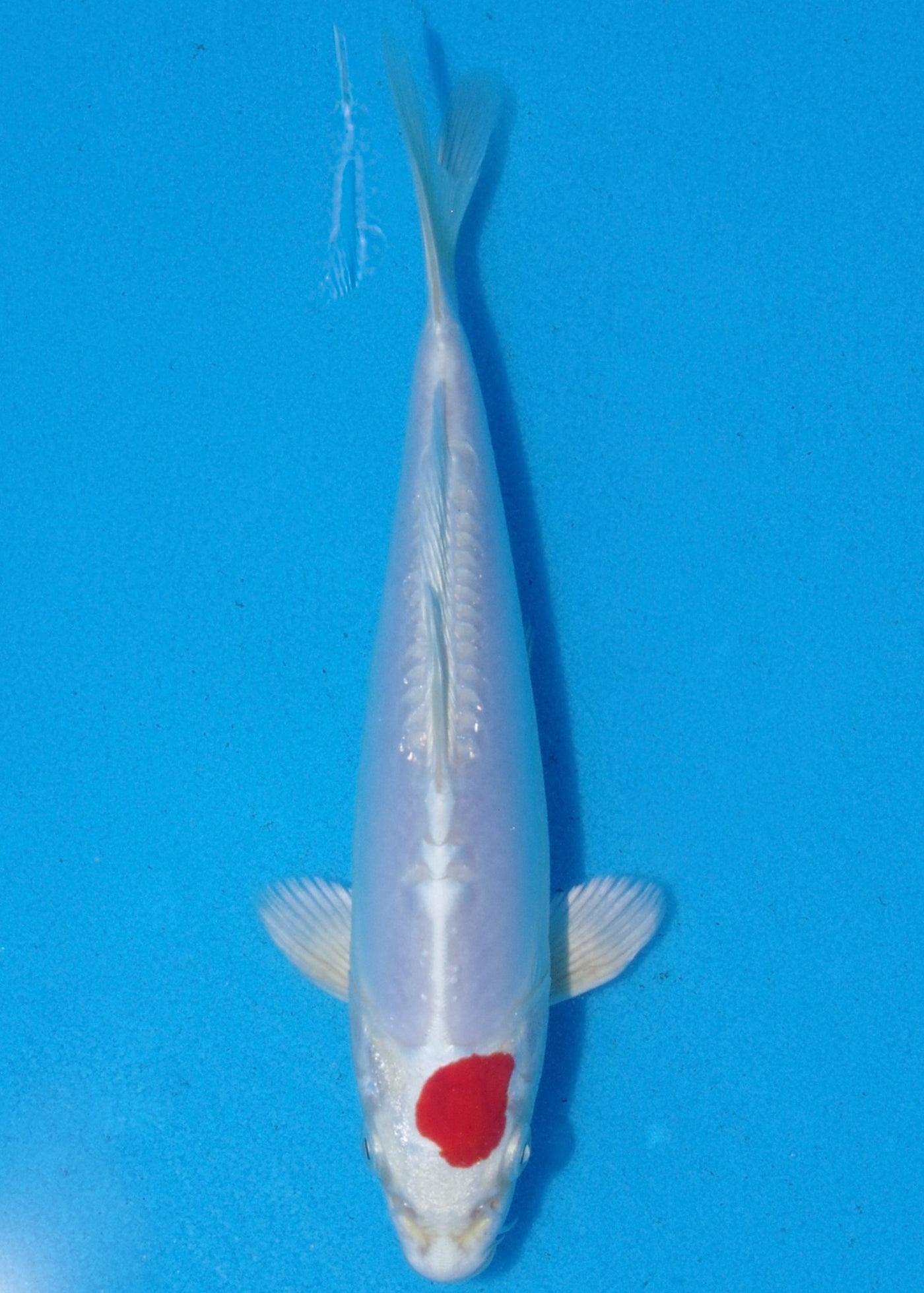 20.5cm Tancho Kikisui (Byer Koi Farm) REF - MA10