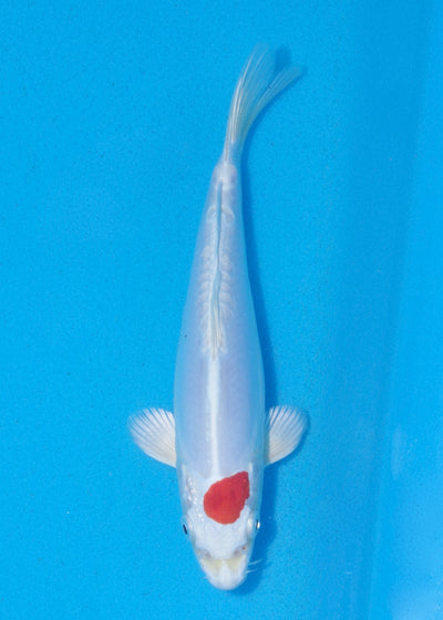 20cm Tancho Kikisui (Byer Koi Farm) REF - MA12