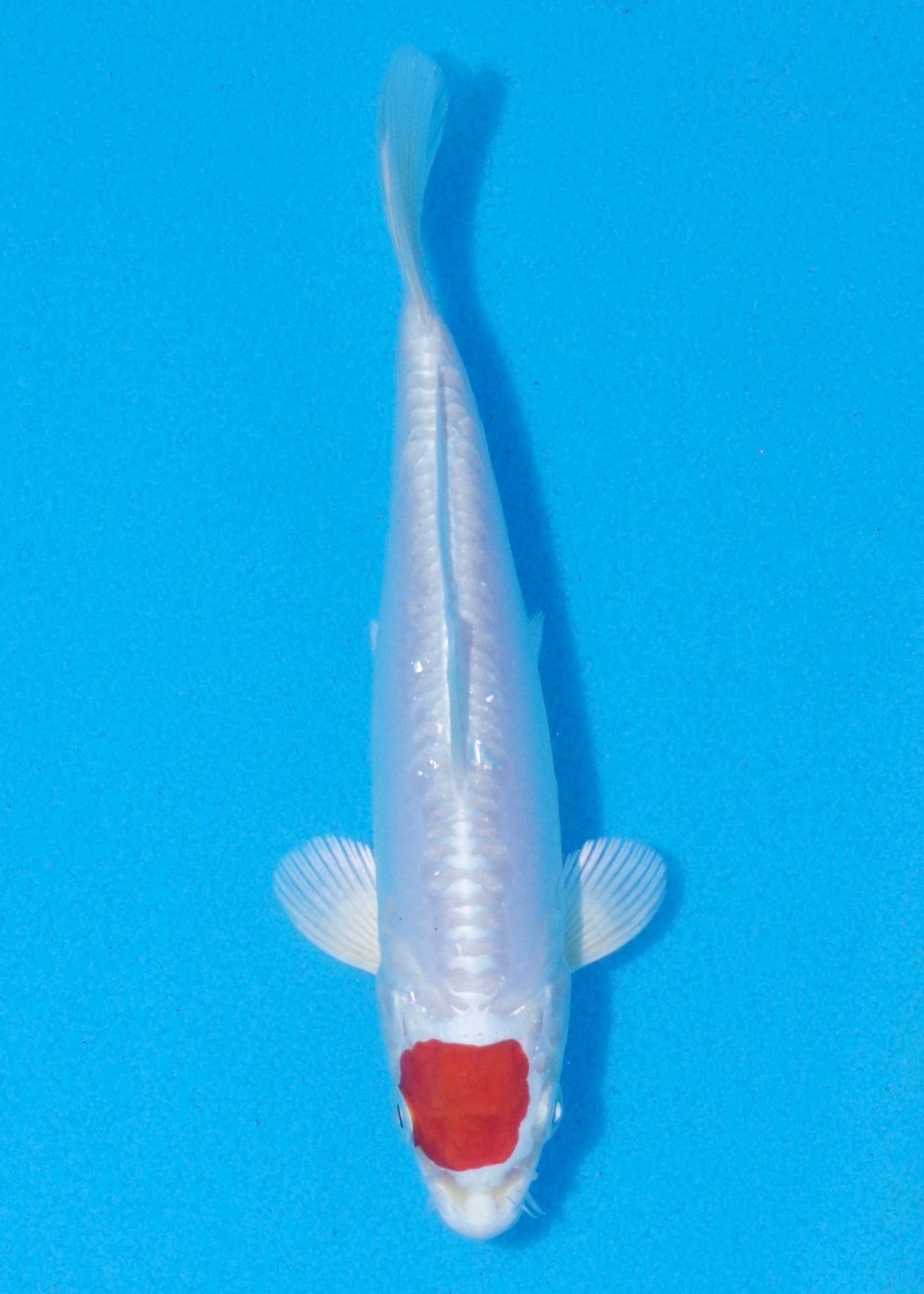 17cm Tancho Kikisui (Byer Koi Farm) REF - MA13