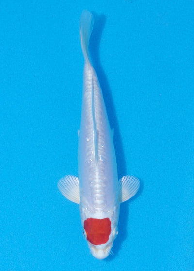 17cm Tancho Kikisui (Byer Koi Farm) REF - MA13