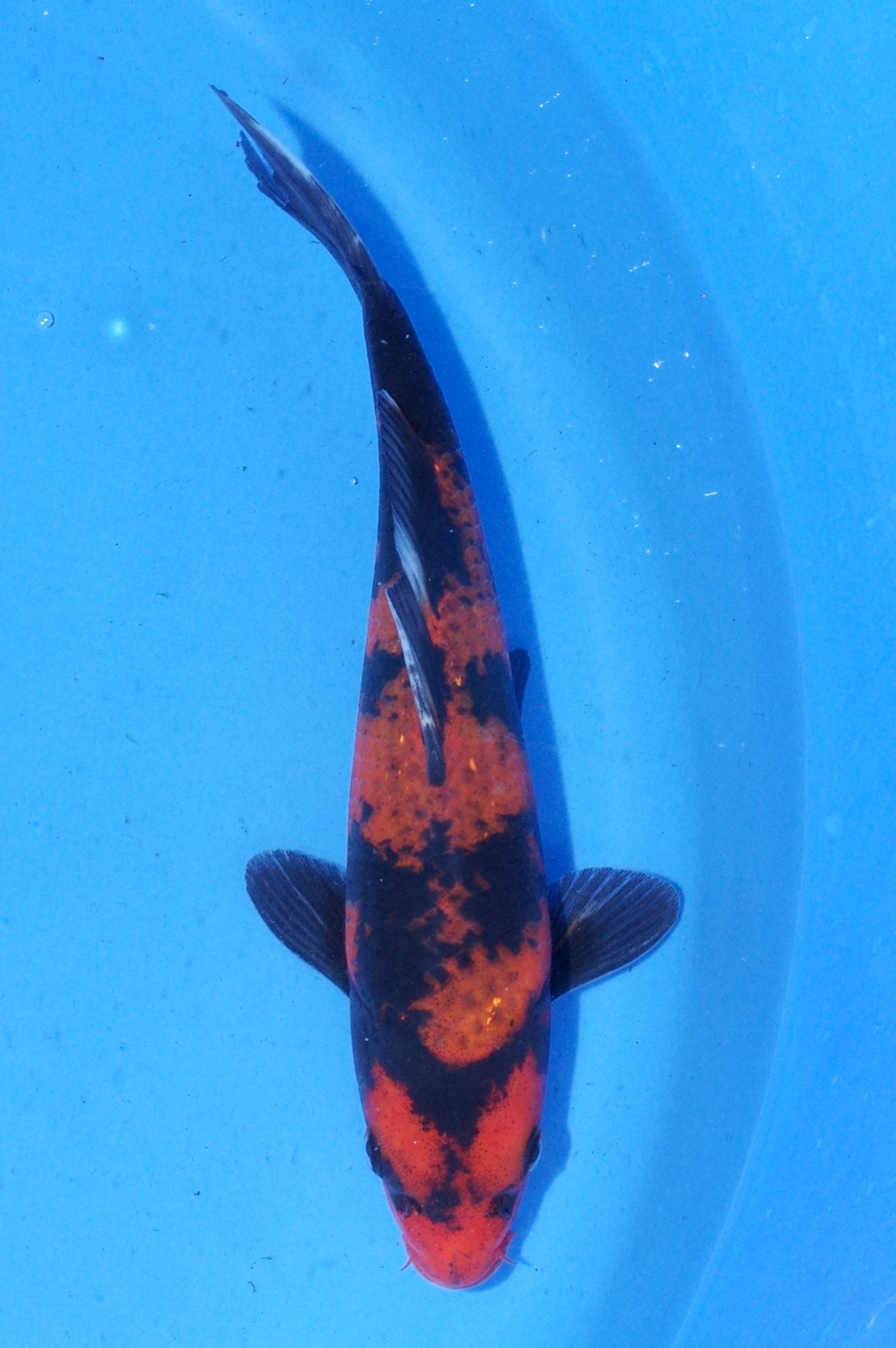 19.5cm Hi Utsuri (Shinoda) REF - MA173