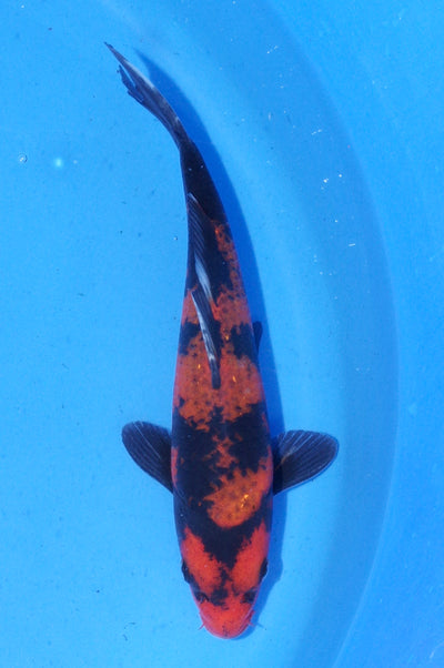 19.5cm Hi Utsuri (Shinoda) REF - MA173