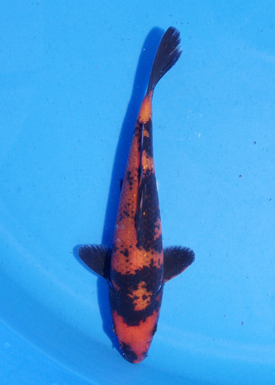 16.5cm Hi Utsuri (Shinoda) REF - MA160