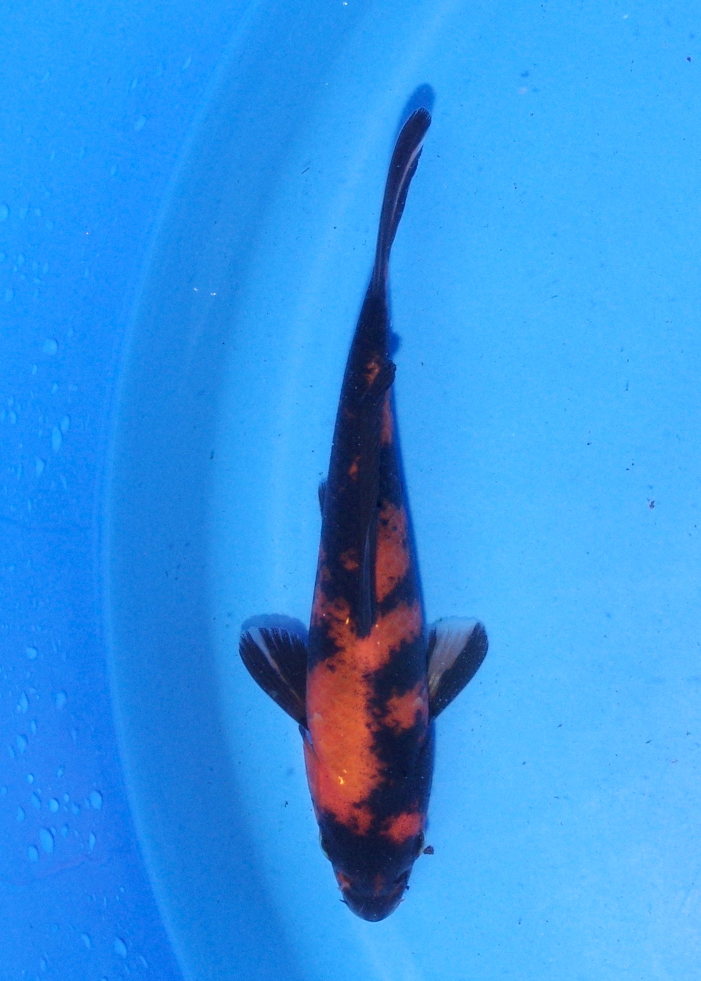 16.5cm Hi Utsuri (Shinoda) REF - MA161