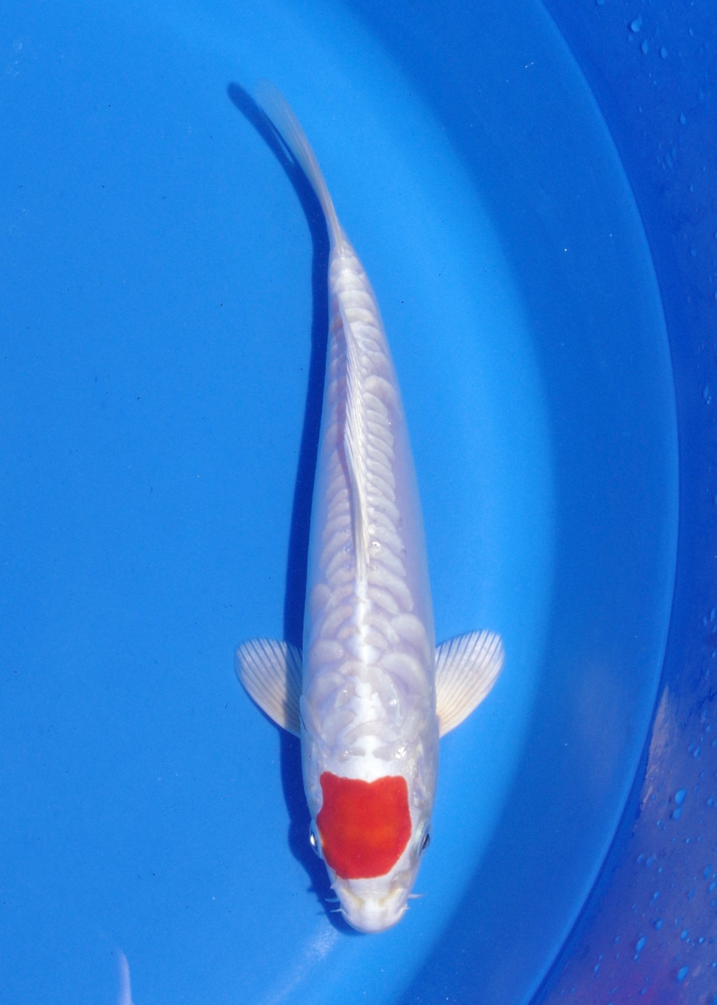 22cm Tancho Kikisui (Byer Koi Farm) REF - MA238