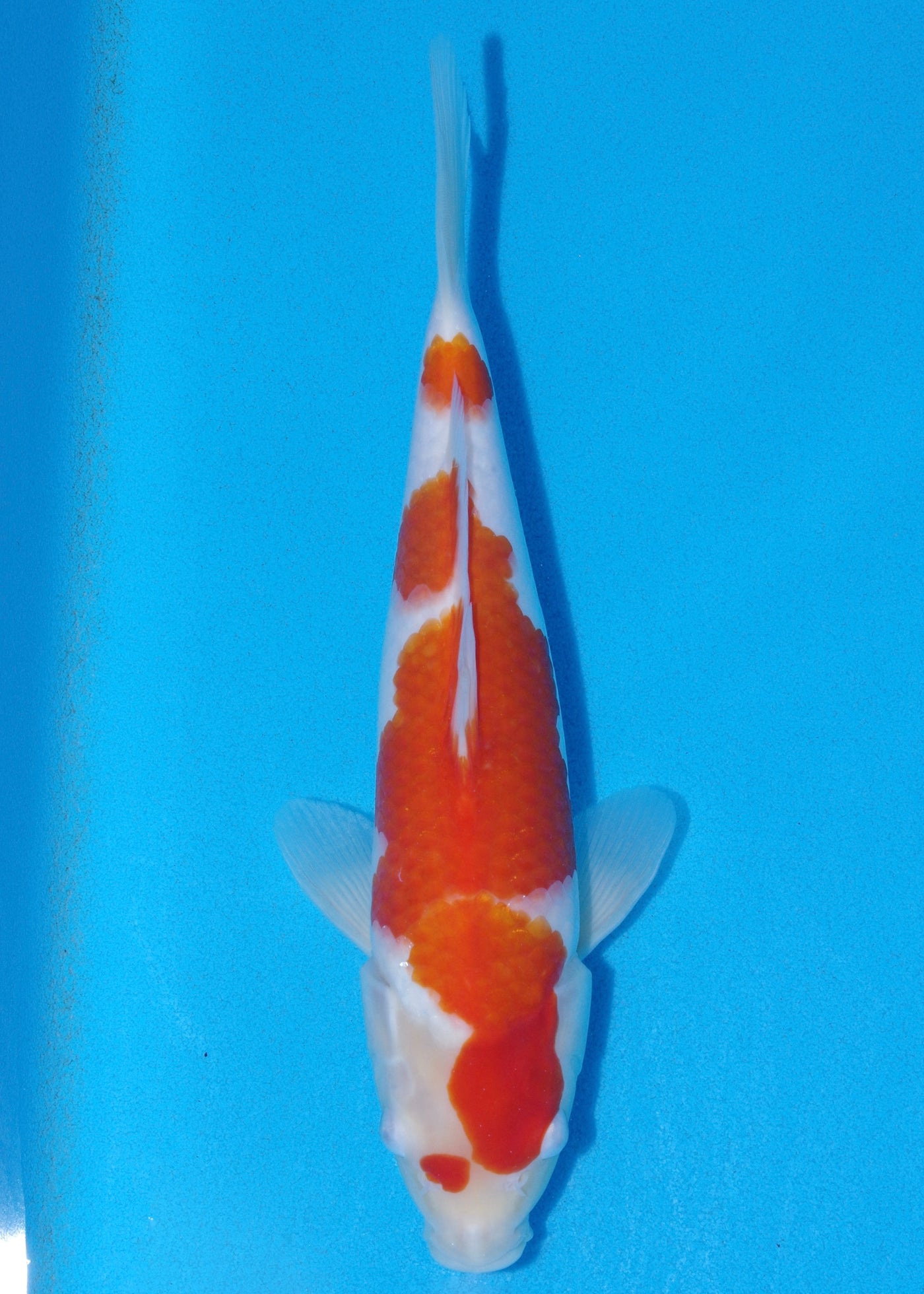 31cm Kohaku (Maruyama) REF - SE67