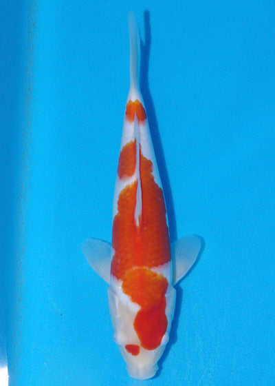31cm Kohaku (Maruyama) REF - SE67