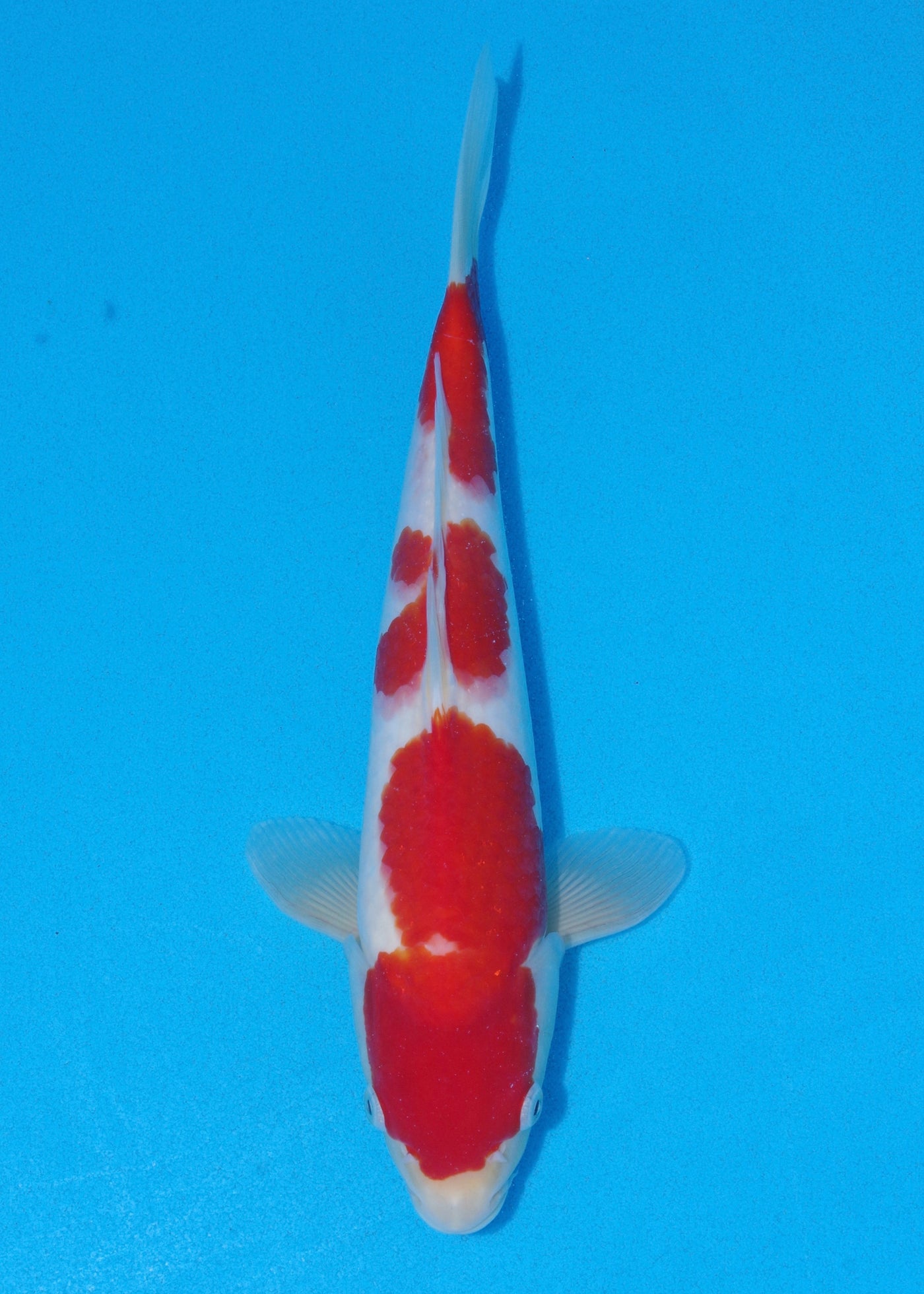 33cm Kohaku (Saito) REF SRL04 - SE14