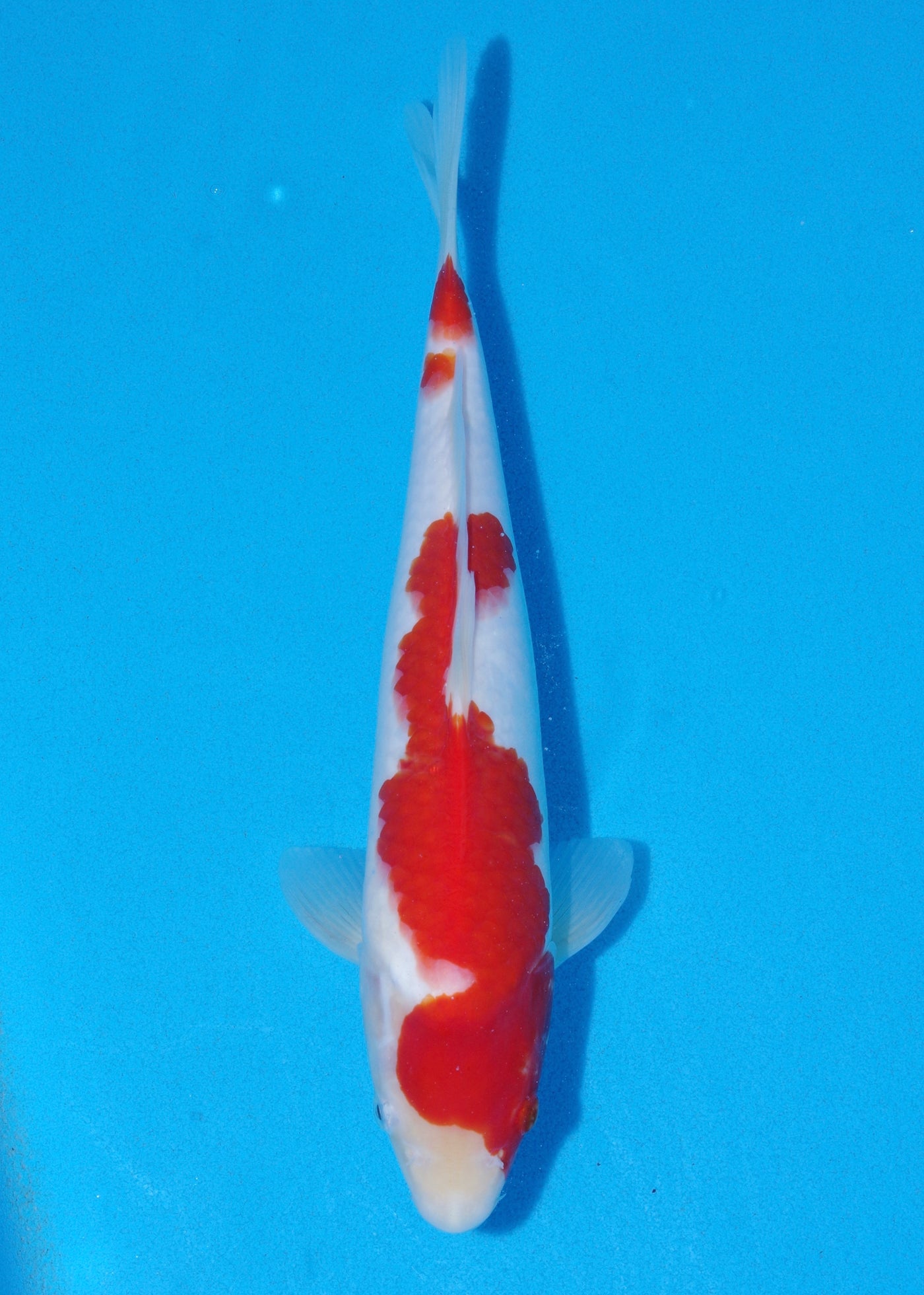 33cm Kohaku (Maruhide) REF - SE42