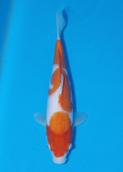 35cm Kohaku (Saito) REF - SE58