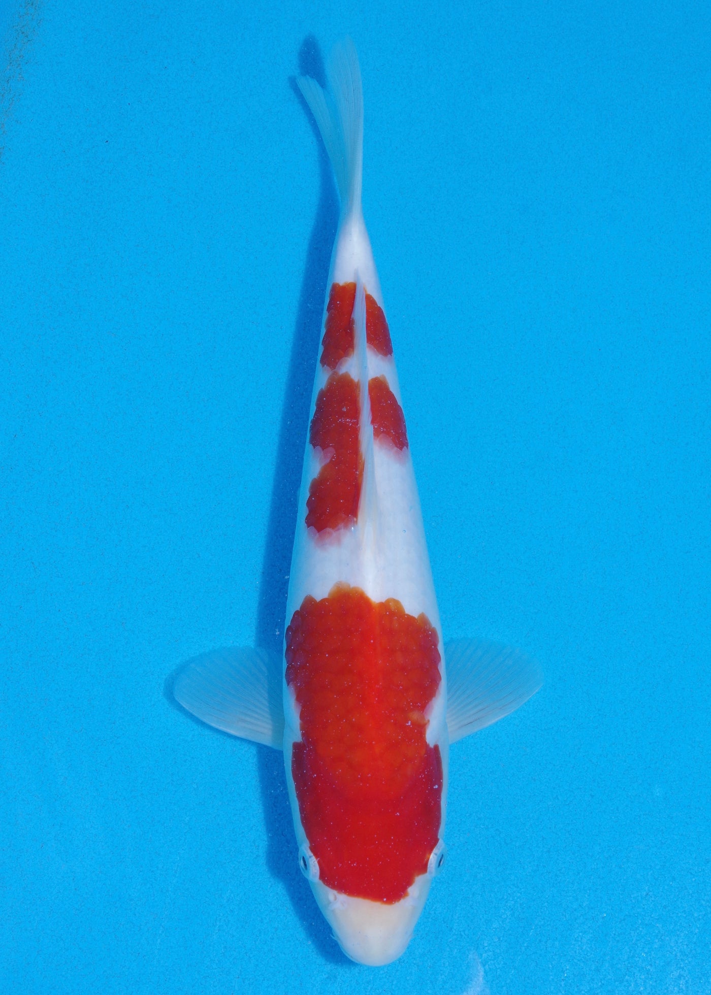 30cm Kohaku (Maruyama) REF - SE62