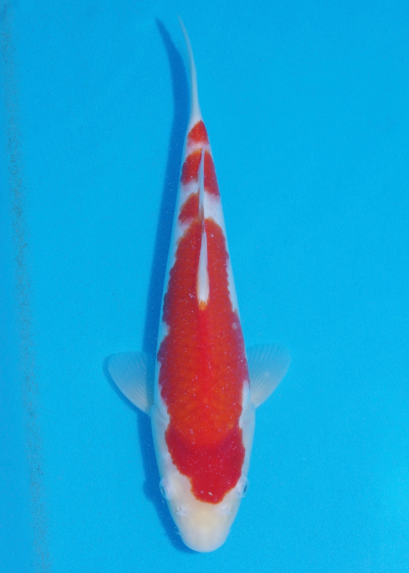 32cm Kohaku (Maruyama) REF - SE55