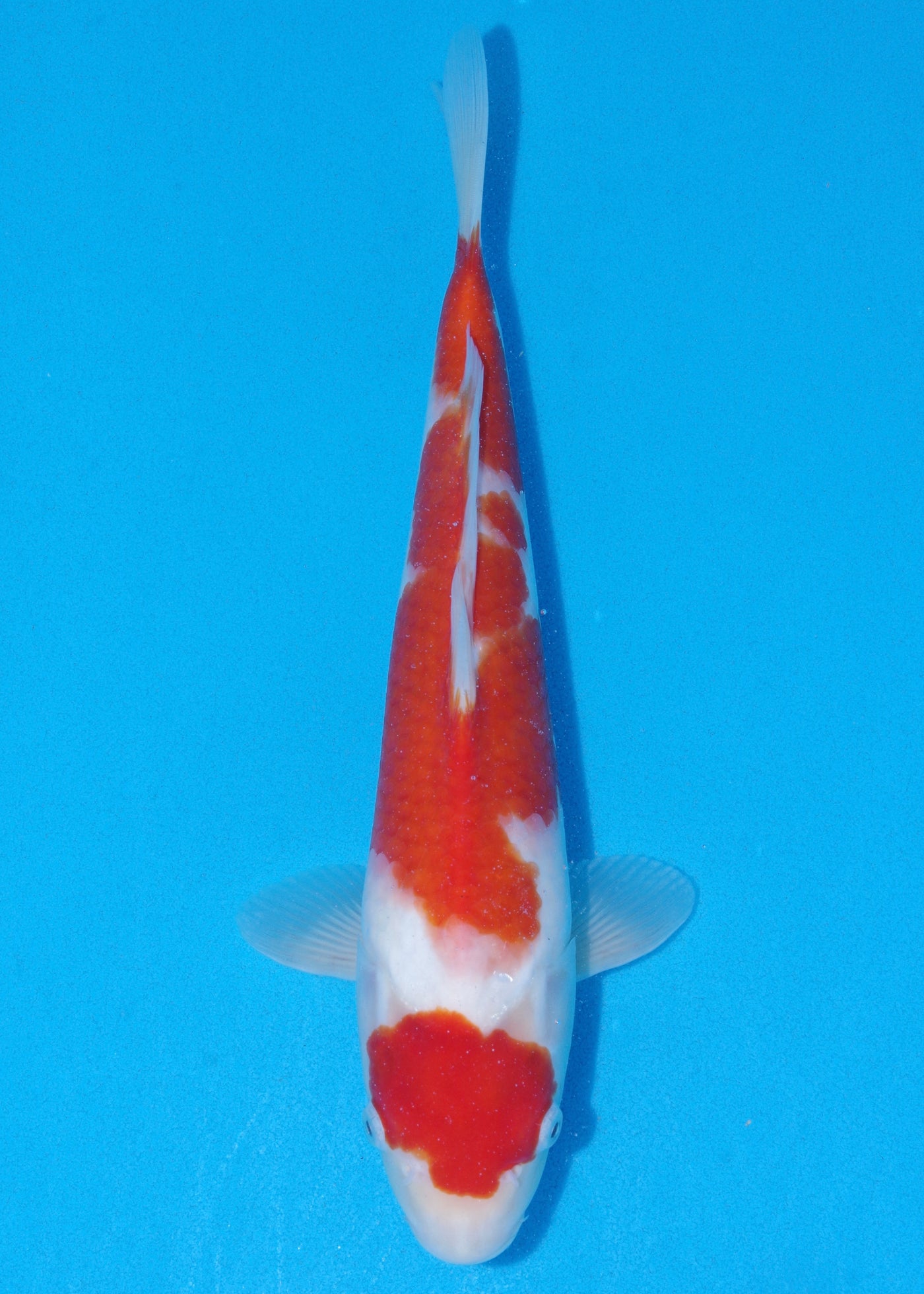 36cm Kohaku (Maruyama) REF - SE28