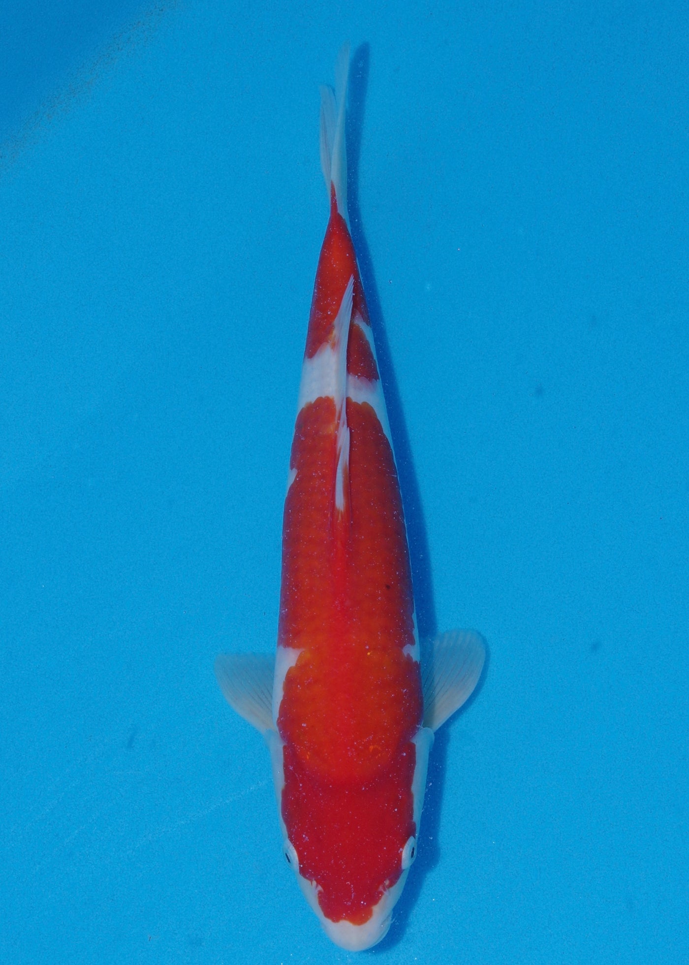 36cm Kohaku (Saito) REF - SE47