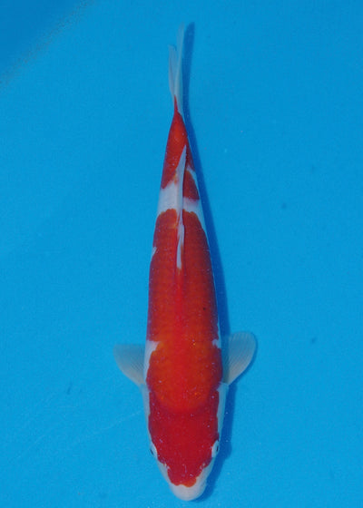 36cm Kohaku (Saito) REF - SE47