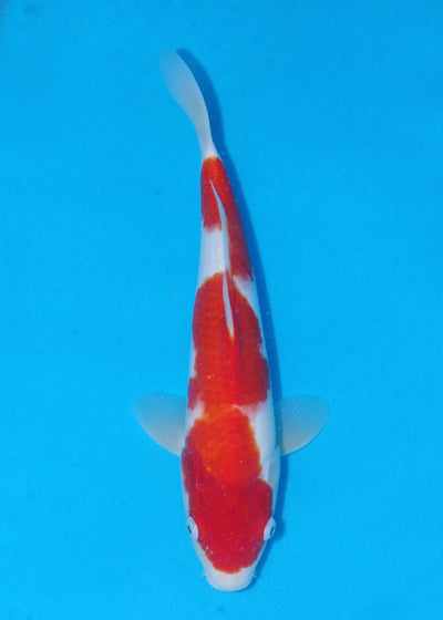 36cm Kohaku (Saito) REF - SE59
