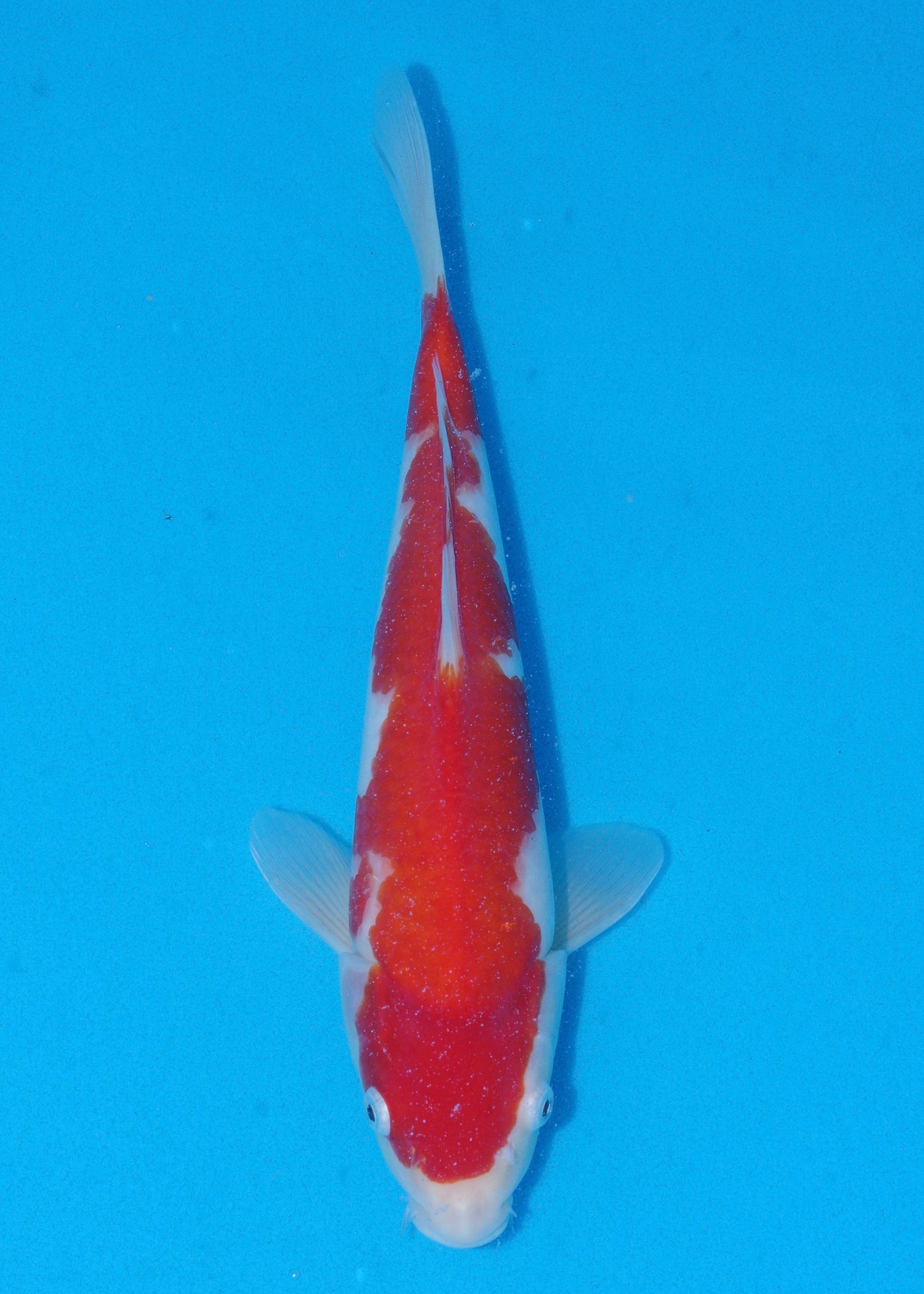 32cm Kohaku (Saito) REF - SE69