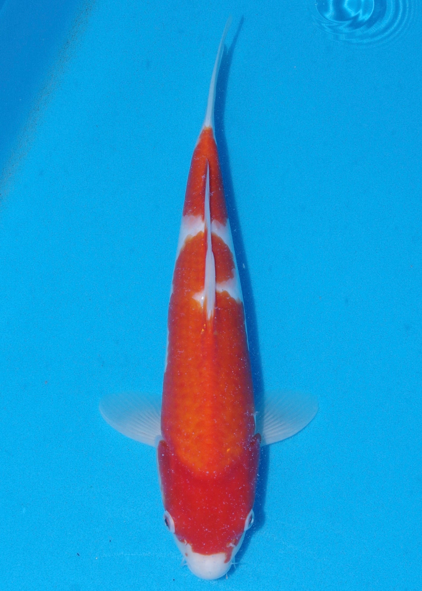 35cm Kohaku (Saito) REF - SE91