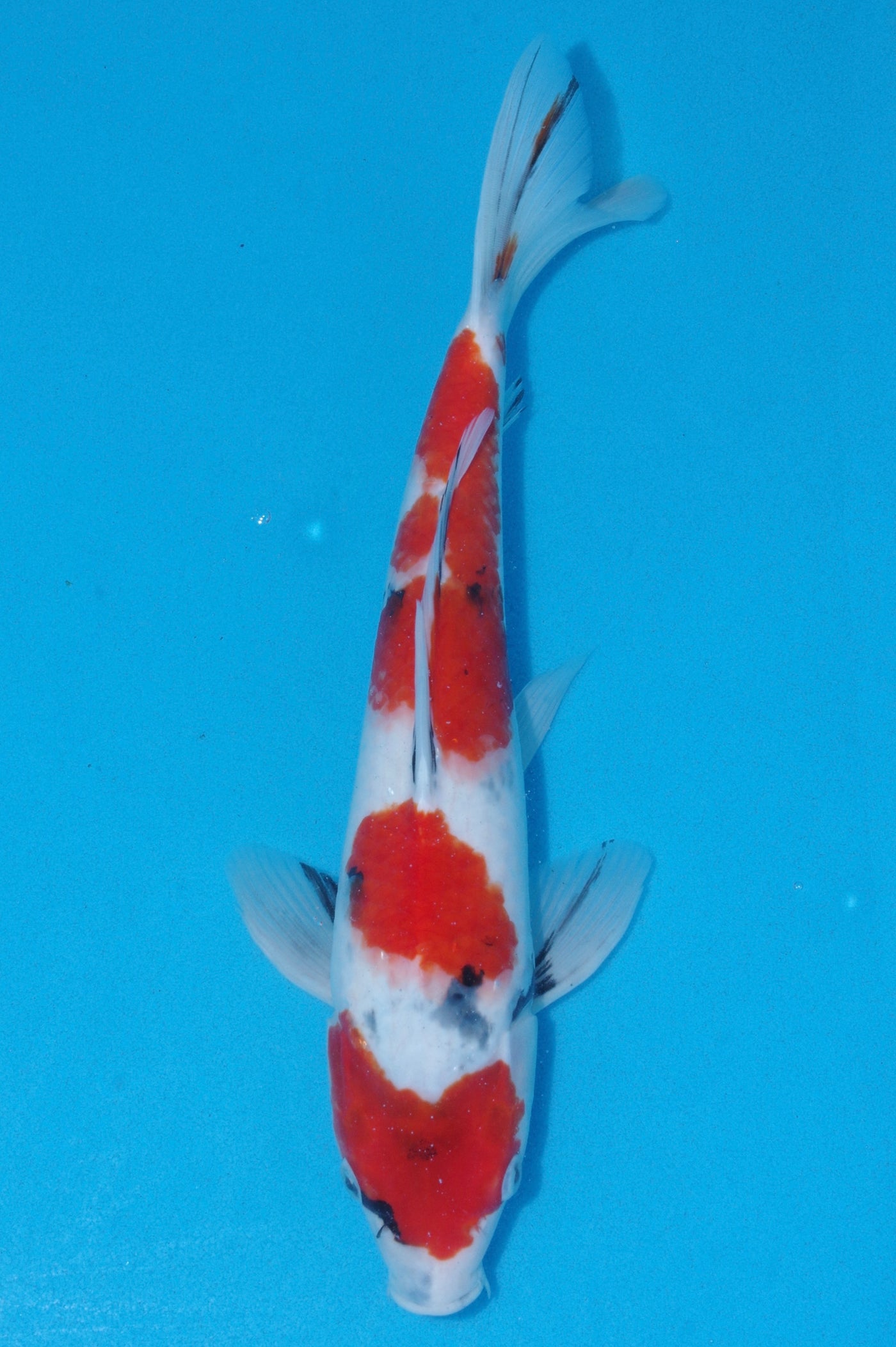 34-37cm Showa (Kase) REF - OC65 - Ref 3