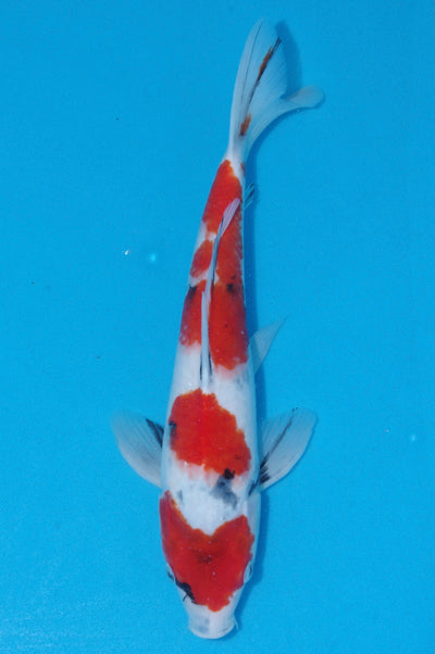 34-37cm Showa (Kase) REF - OC65 - Ref 3