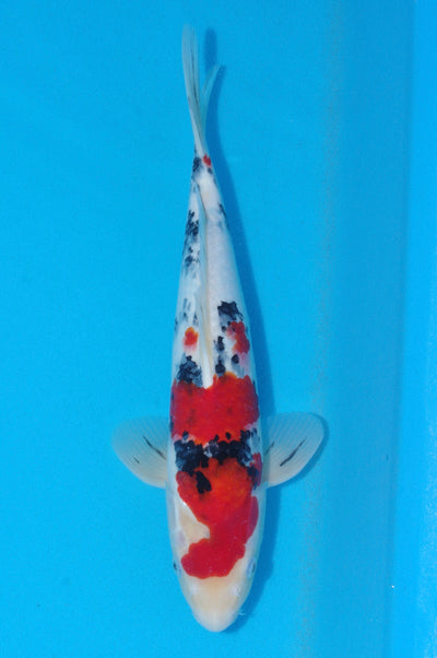35cm Sanke (Tamaura) REF - SE45