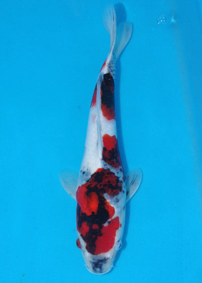 38cm Showa (Marudo) REF - D031