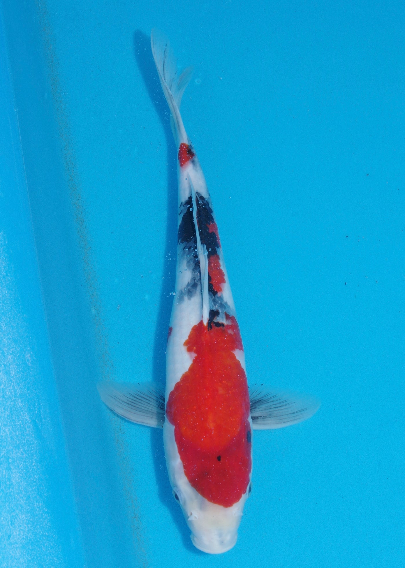 34-37cm Showa (Kase) REF - OC65 - Ref 1