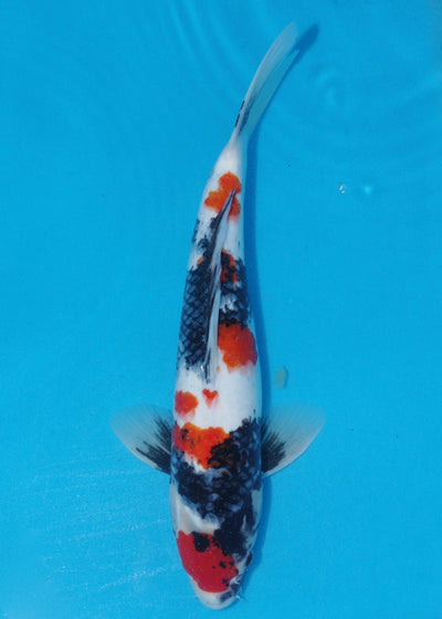 34-37cm Showa (Kase) REF - OC65 - Ref 4