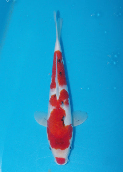 38cm Sanke (Marudo) REF - D022