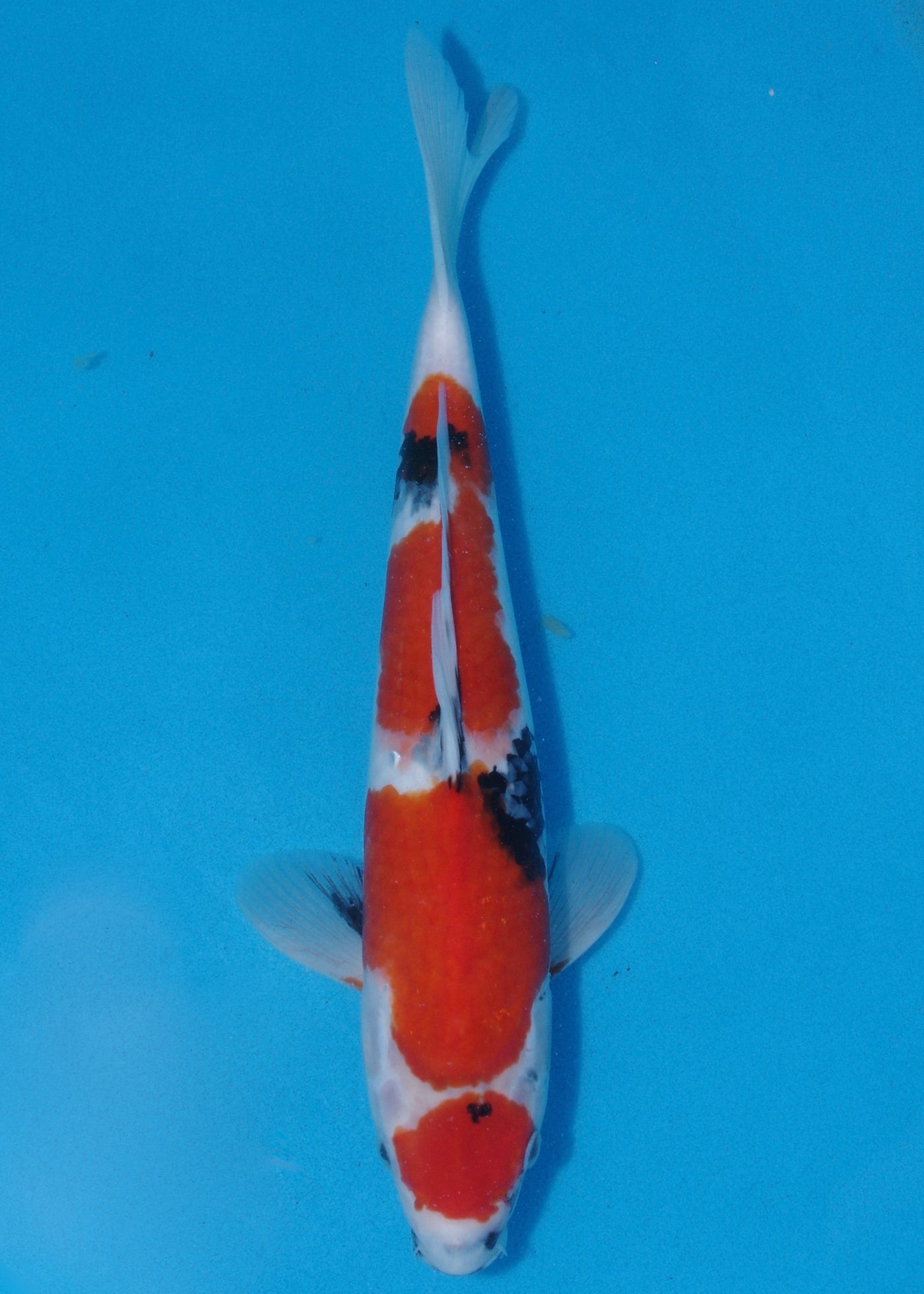 34-37cm Showa (Kase) REF - OC65 - Ref 2