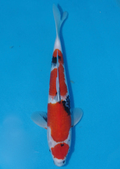 34-37cm Showa (Kase) REF - OC65 - Ref 2