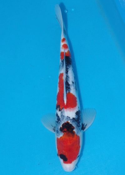 34-37cm Showa (Kase) REF - OC65 - Ref 11