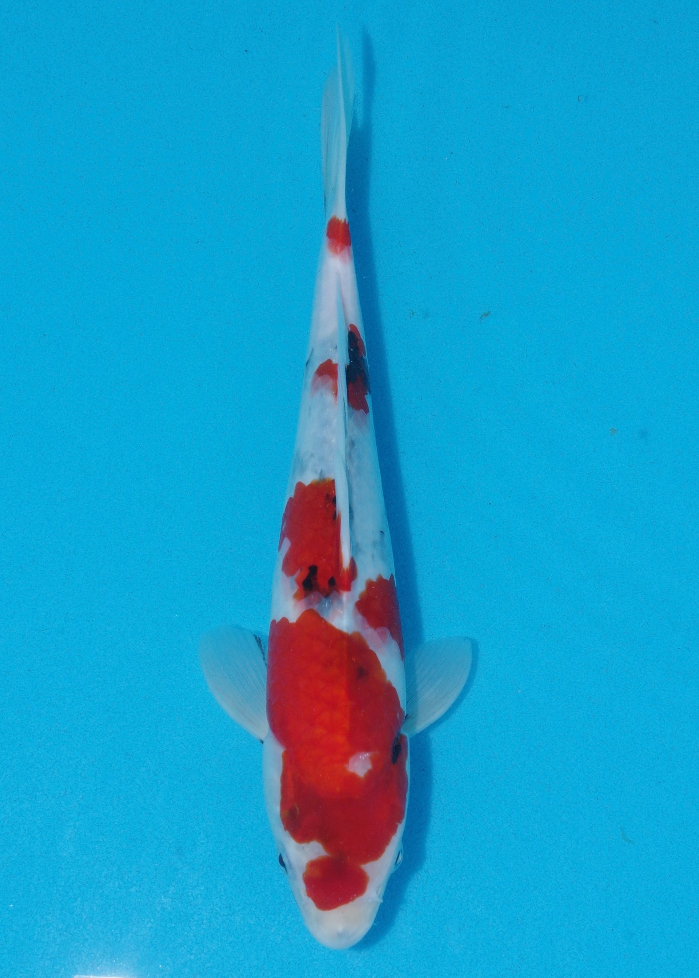 29cm Showa (Marudo) REF - D009