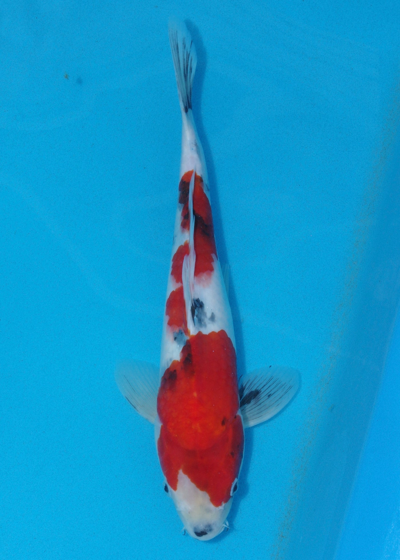 32cm Showa (Marudo) REF - D025