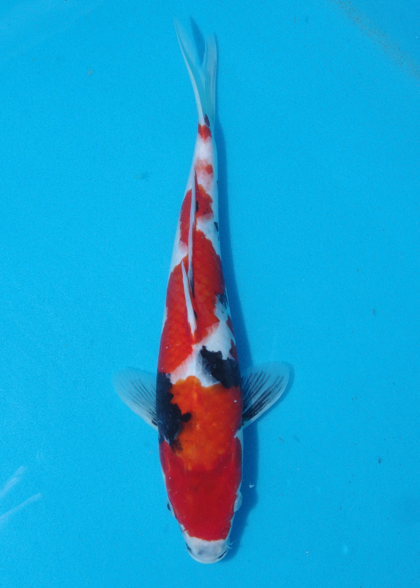 32cm Showa (Marudo) REF - D001