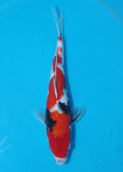 32cm Showa (Marudo) REF - D001