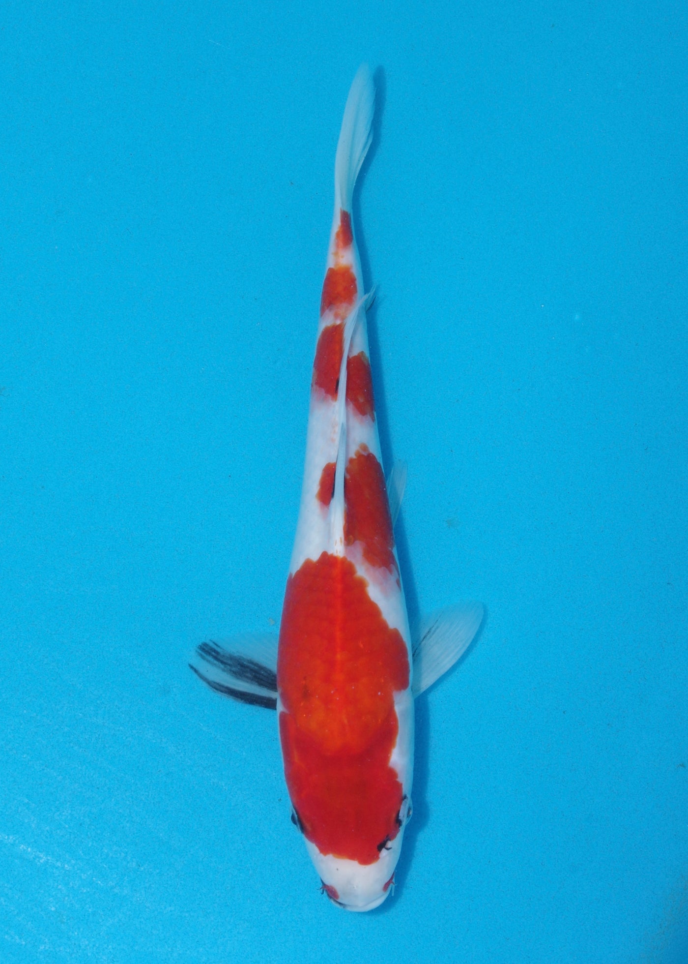 35cm Showa (Marudo) REF - D013