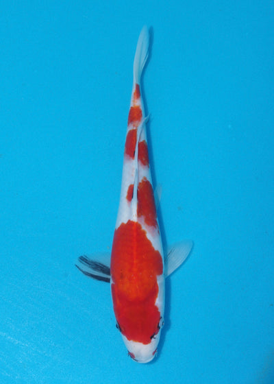 35cm Showa (Marudo) REF - D013
