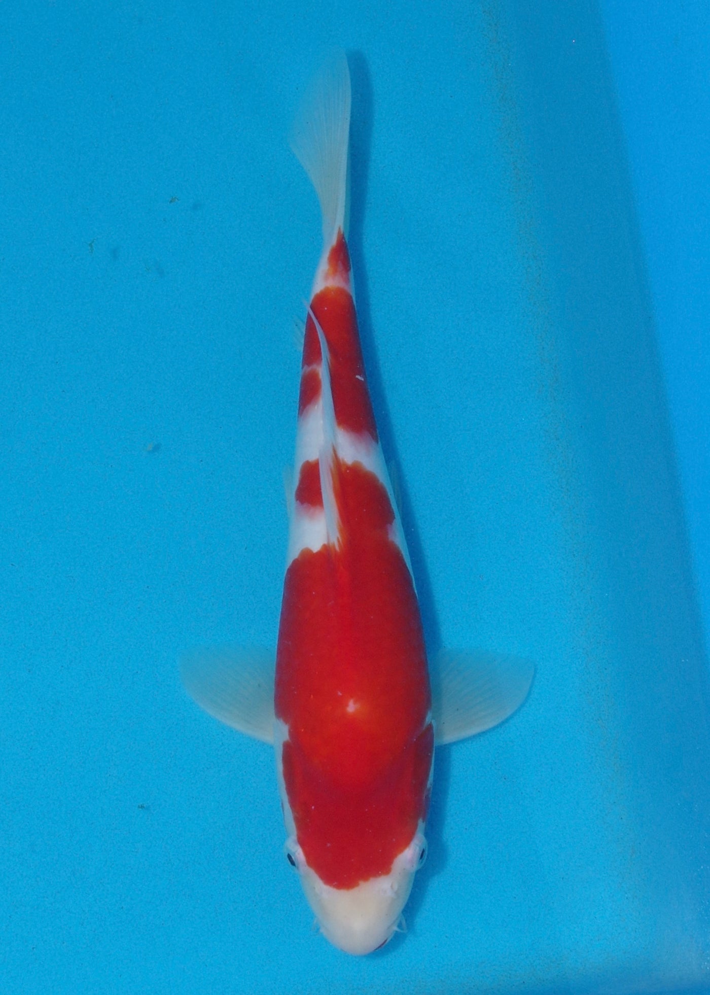 31cm Kohaku (Marudo) REF - D030
