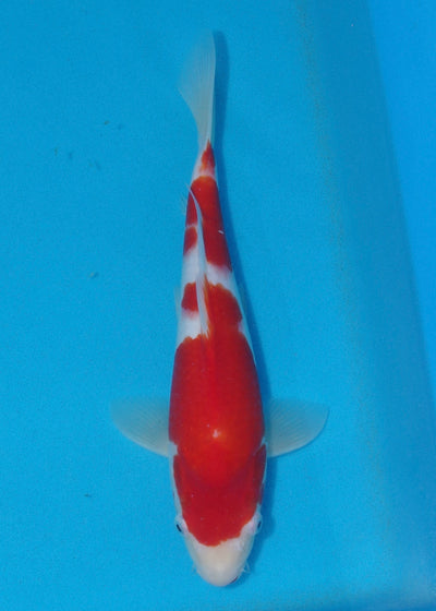 31cm Kohaku (Marudo) REF - D030