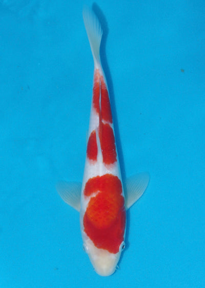32cm Kohaku (Marudo) REF - D000